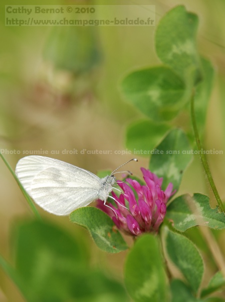 Un papillon blanc piéride sur une fleur de trèfle rose