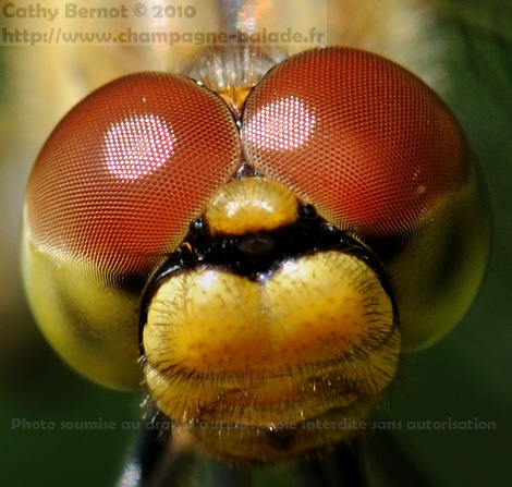 Yeux à facettes d'une libellule sympétrum Gros plan sur les yeux rouges d'un sympétrum