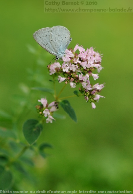 celastrina argiolus sur marjolaine (Azuré des nerpruns) celastrina argiolus sur marjolaine (Azuré des nerpruns)