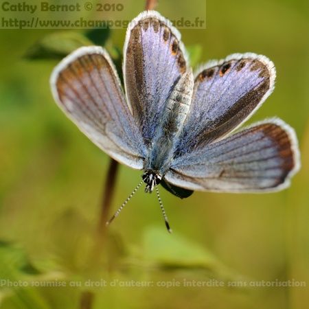 Azuré de la coronille (plebejus argyrognomon Lycaenidae)