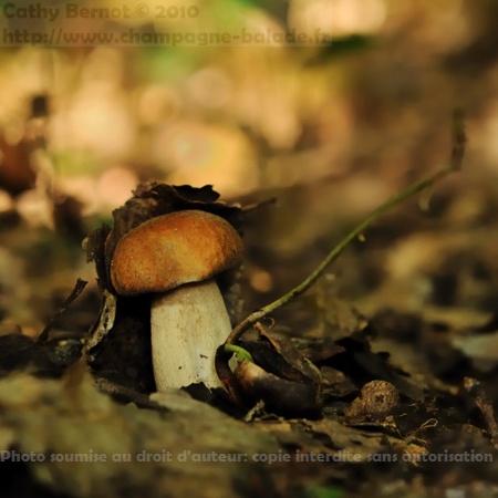Récolte de cèpes bouchon de champagne