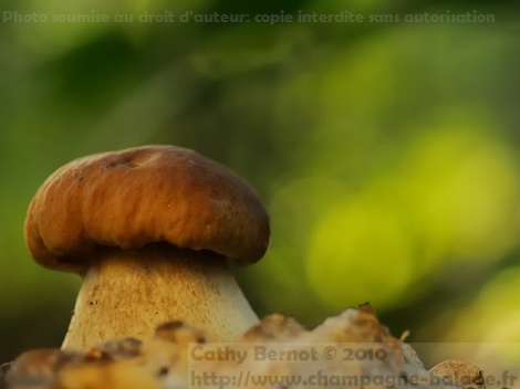 Cueillette de champignon en forêt champagne ardenne