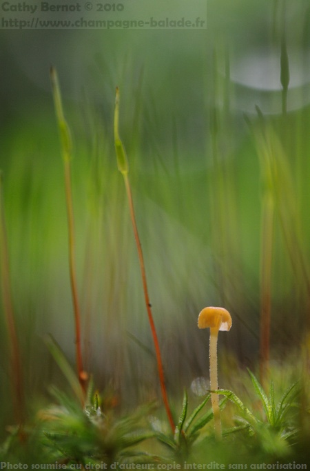 Contre-jour macrophotographie de champignon dans la mousse