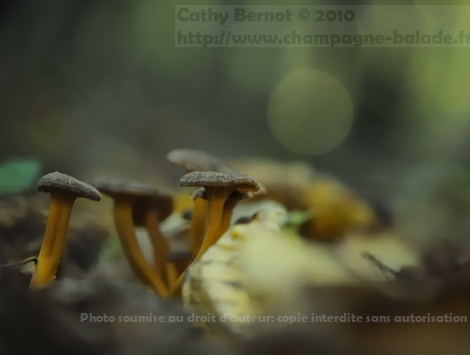 chanterelle en tube