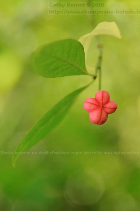 Fusain, fruit rose (bonnet d'évêque)