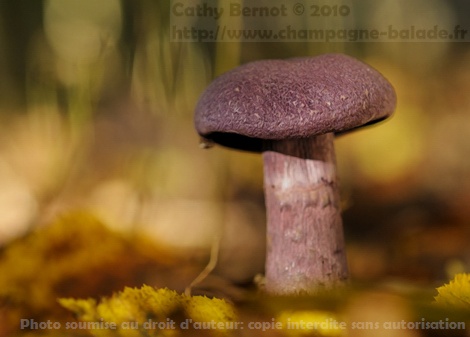 Champignon cortinaire violet