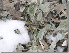 lambs ear