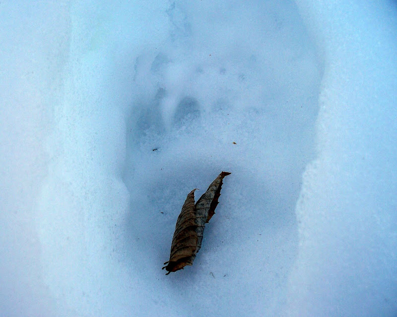 Black Bear Tracks?