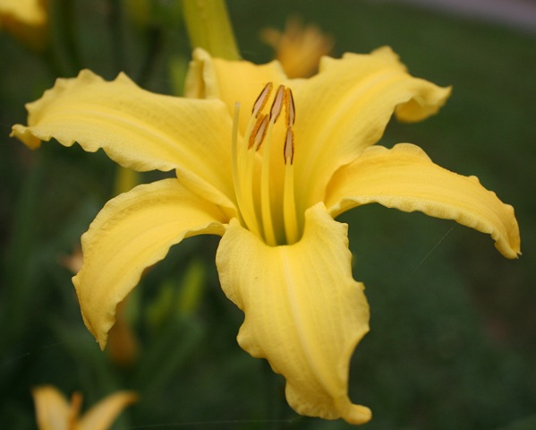 [FolkSchoolflowers0034.jpg]
