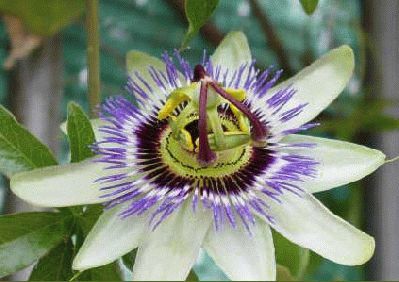 flora nativa del uruguay