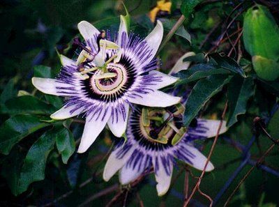flora nativa del uruguay