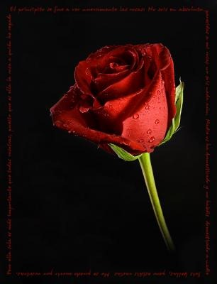 [rosa-roja-1-[3].jpg]