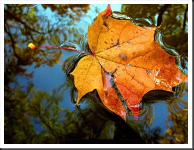 Fall 3279058