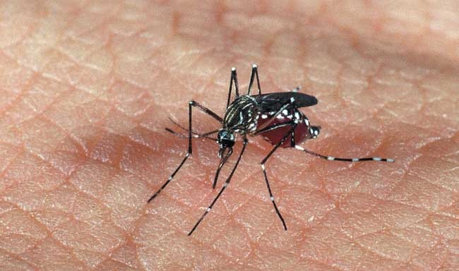 [mosquito-dengue-Super-650px[2].jpg]