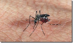 mosquito-dengue-Super-650px