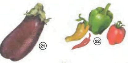 eggplant pepper Vegetables food