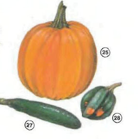 pumpkin zucchini %20acorn%20squash Vegetables food