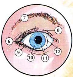 Human Body Parts Pictures with Names - Body Parts Vocabulary: Leg, Head