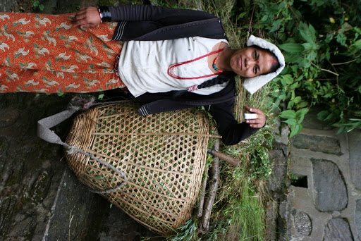 Nepali women harvesting