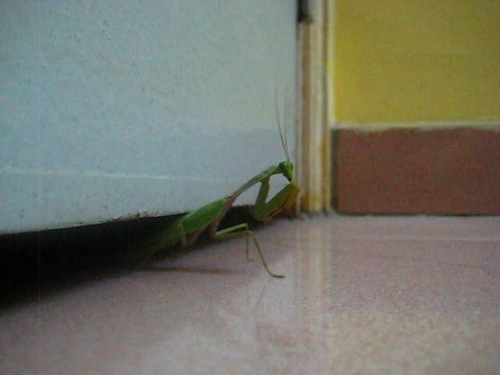 [mantis[2].jpg]