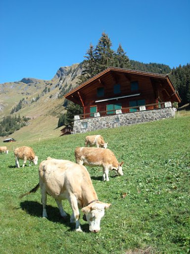 Switzerland First Hike Cows