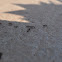 Ants