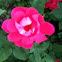 Knockout Rose