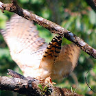 Laughing falcon
