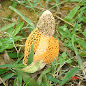 Yellow long net stinkhorn