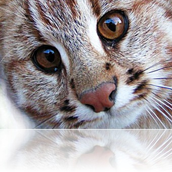 gatto
