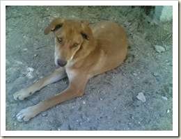 cão abandonado
