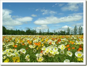 campo flores primavera