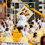 100410_daffodil-parade_114.jpg