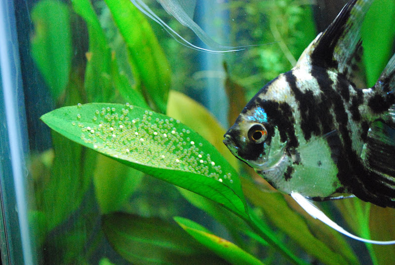 Help Angelfish Laid Eggs While I Was Away! 53631