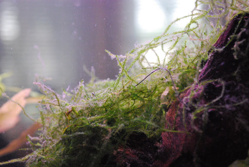 Slime? Algae? Gunge? 53753