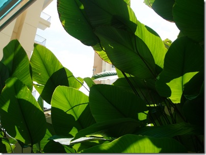 huge leaves forming a shade