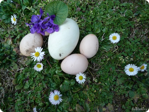 E' primavera...quasi E' primavera...quasi