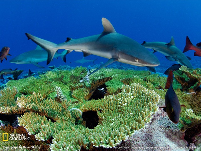 [shark-kingman-reef-1166392-sw.jpg]