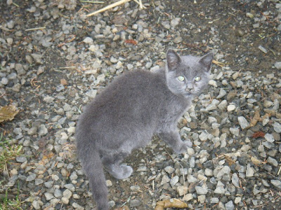 Gray half grown feral kitten
