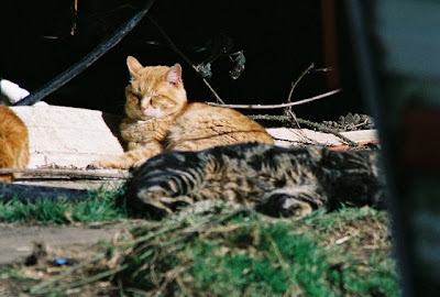 cat photo feral cats sunning themselves