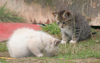 two feral kittens,what have you found, what is their future