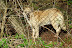 DSCF3552.jpg