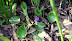 DSCF3442.jpg