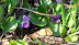 DSCF3443.jpg