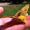 Male Io Moth