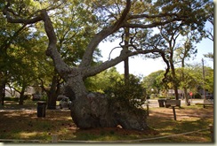 old oak