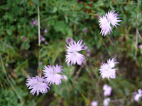 Clavelinas. Dianthus hyssopifolius Photo
