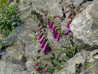 Digital (Digitalis purpurea) Photo
