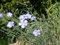 Flor de lino Photo