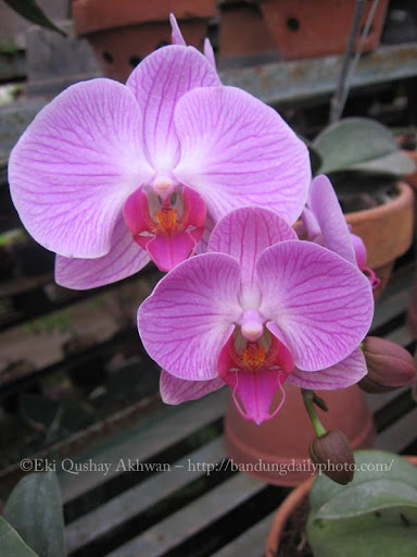 Pictures Of Orchids. The moth orchid (phalaenopsis
